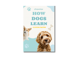 How Dog's Learn - eBook