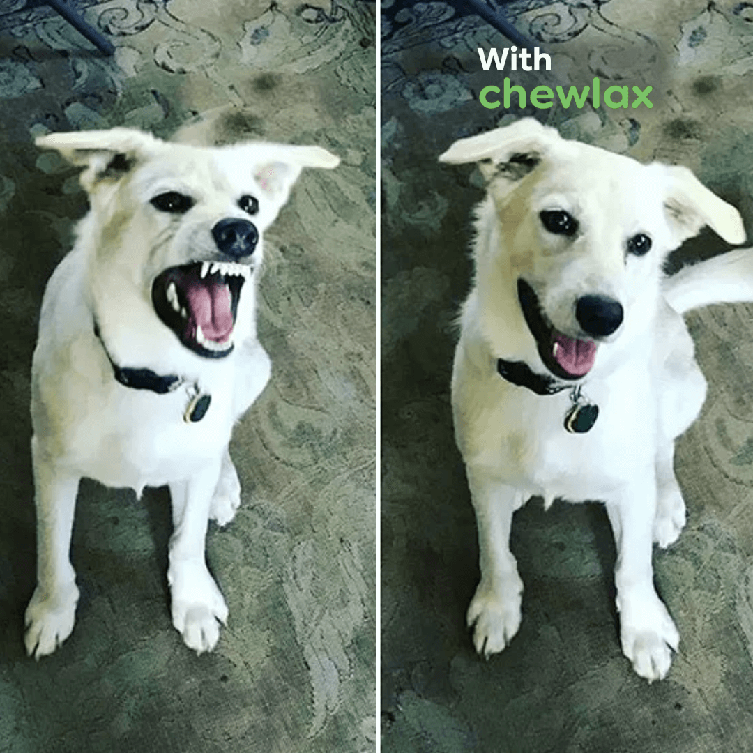 120 Calming Treats For Stress, Anxiety, & Fear